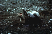 Hydrurga leptonyx - Image 3