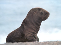 Otaria flavescens - Image 2