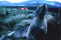 Phocarctos hookeri - Image 2